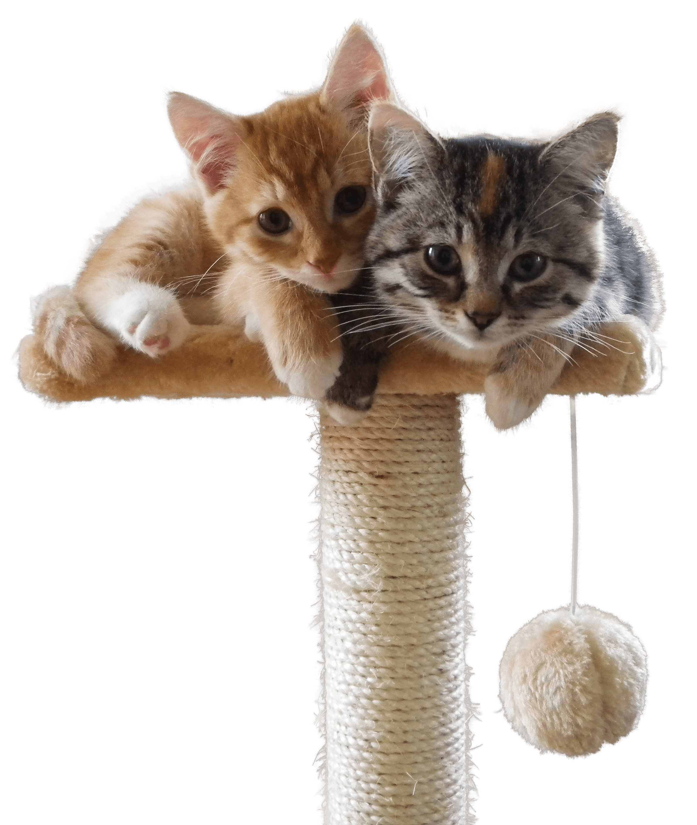 Katzen der Kleintierpraxis
