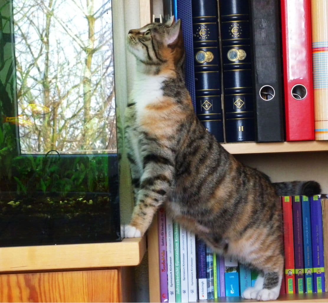 tiere11.jpg
