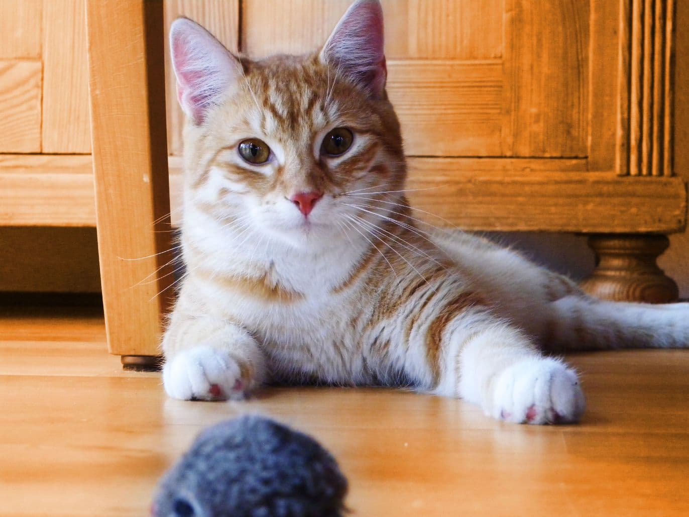 tiere12.jpg