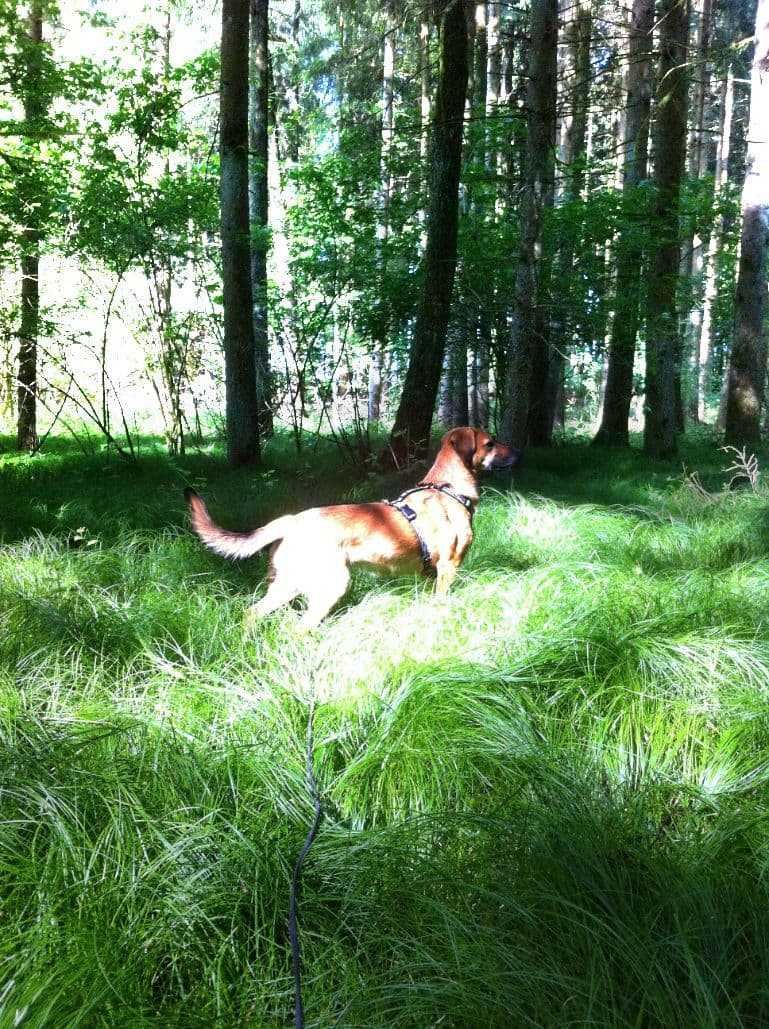 tiere13.jpg