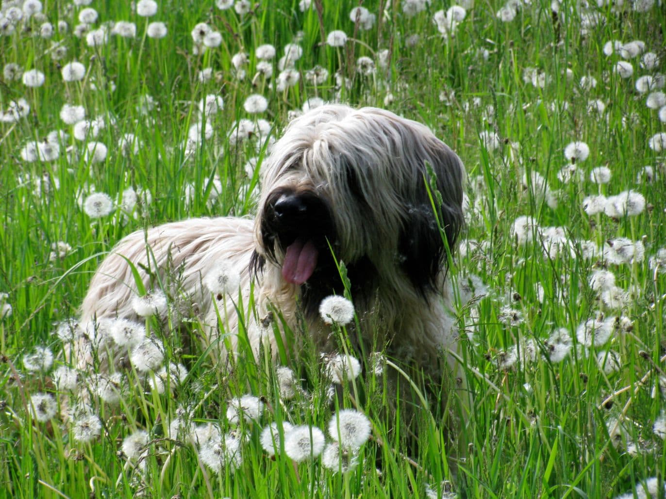 tiere14.jpg