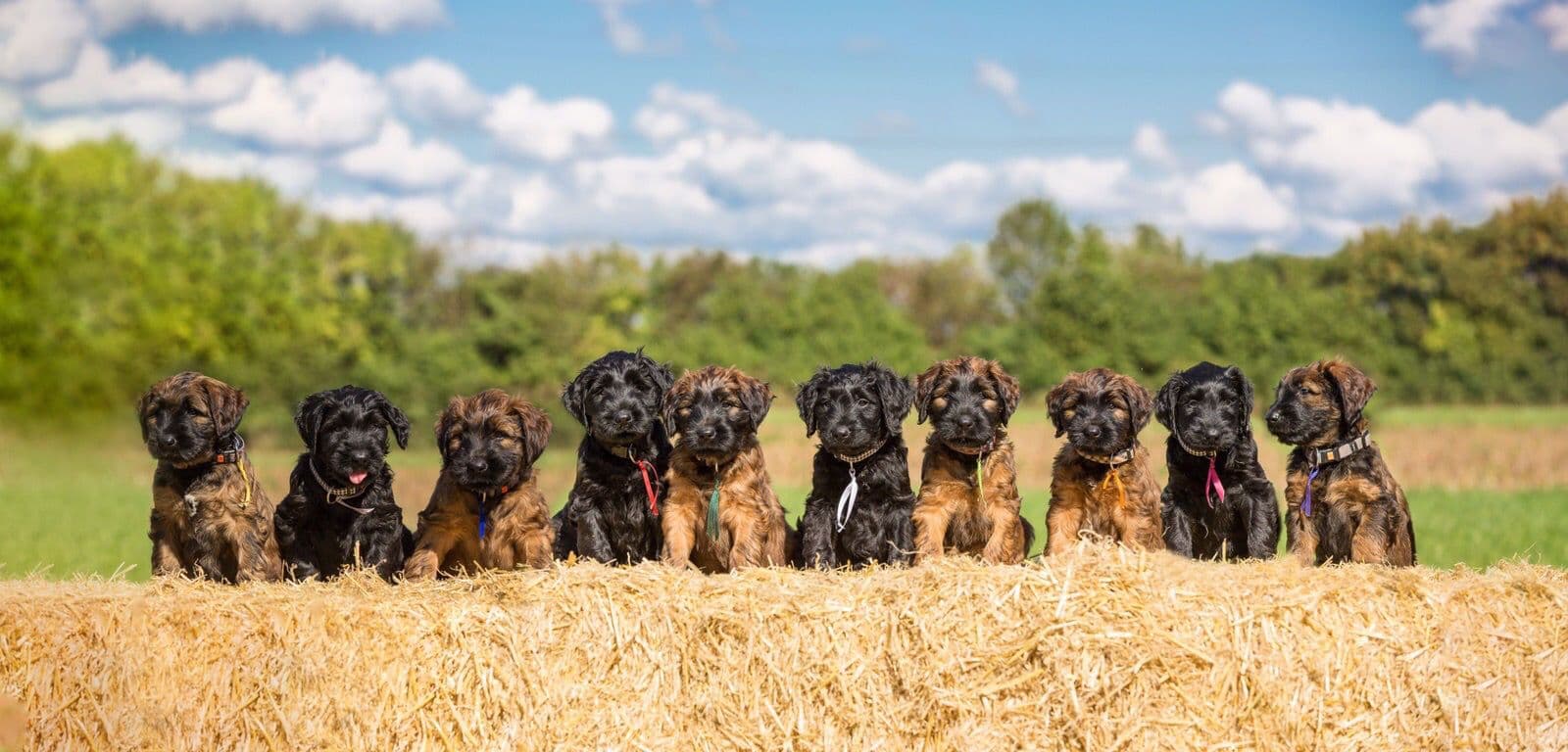 tiere16.jpg