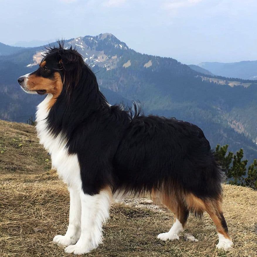 tiere21.jpg