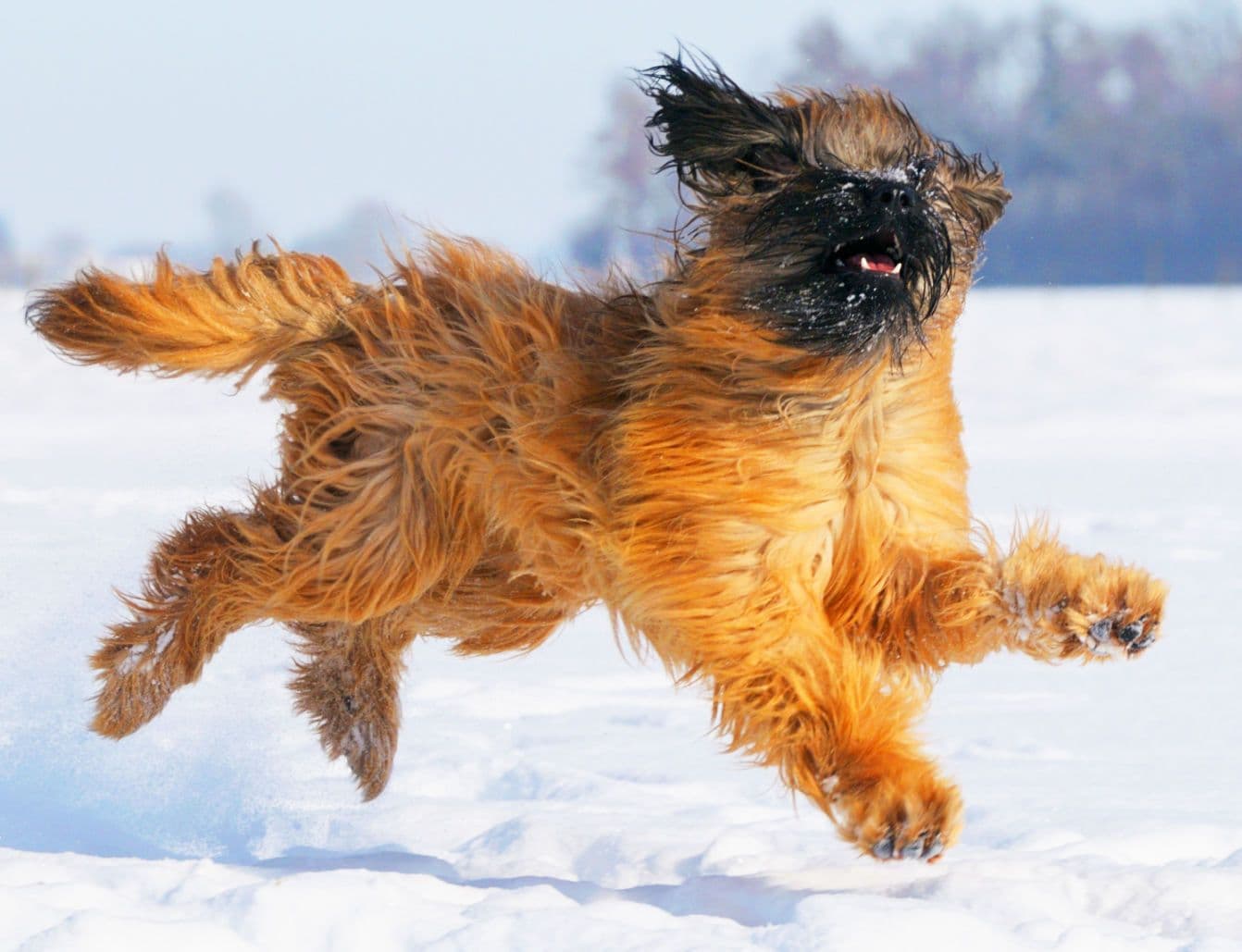 tiere2.jpg