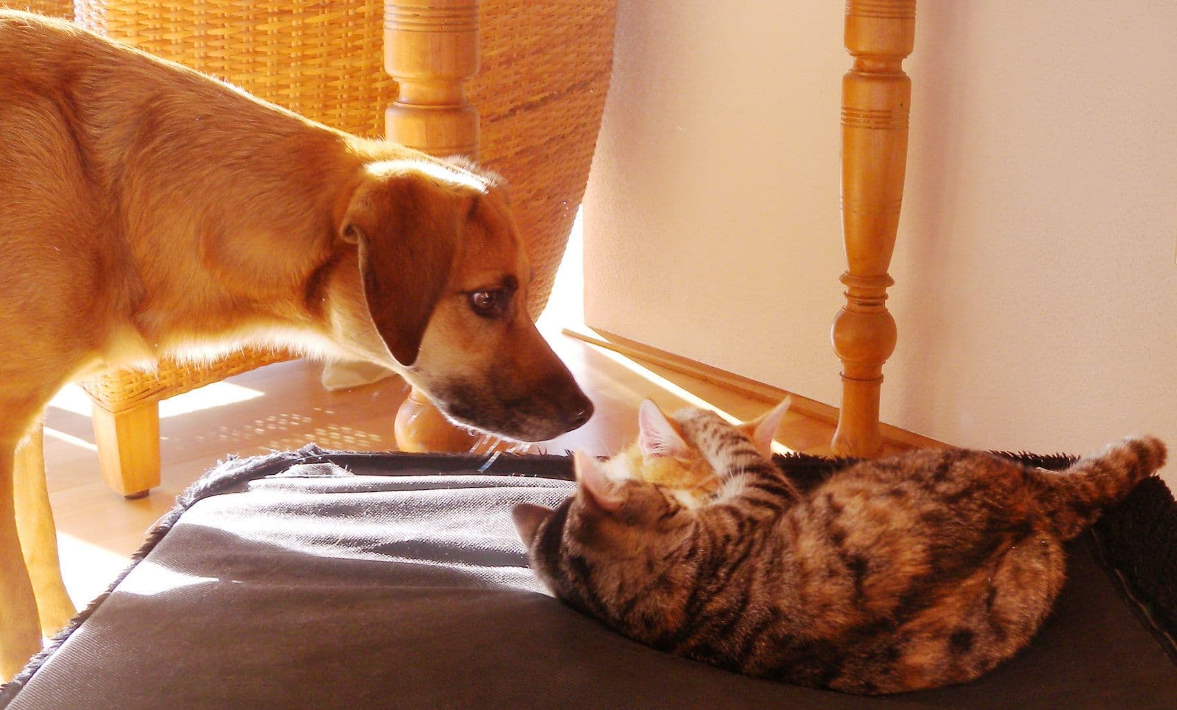 tiere7.jpg